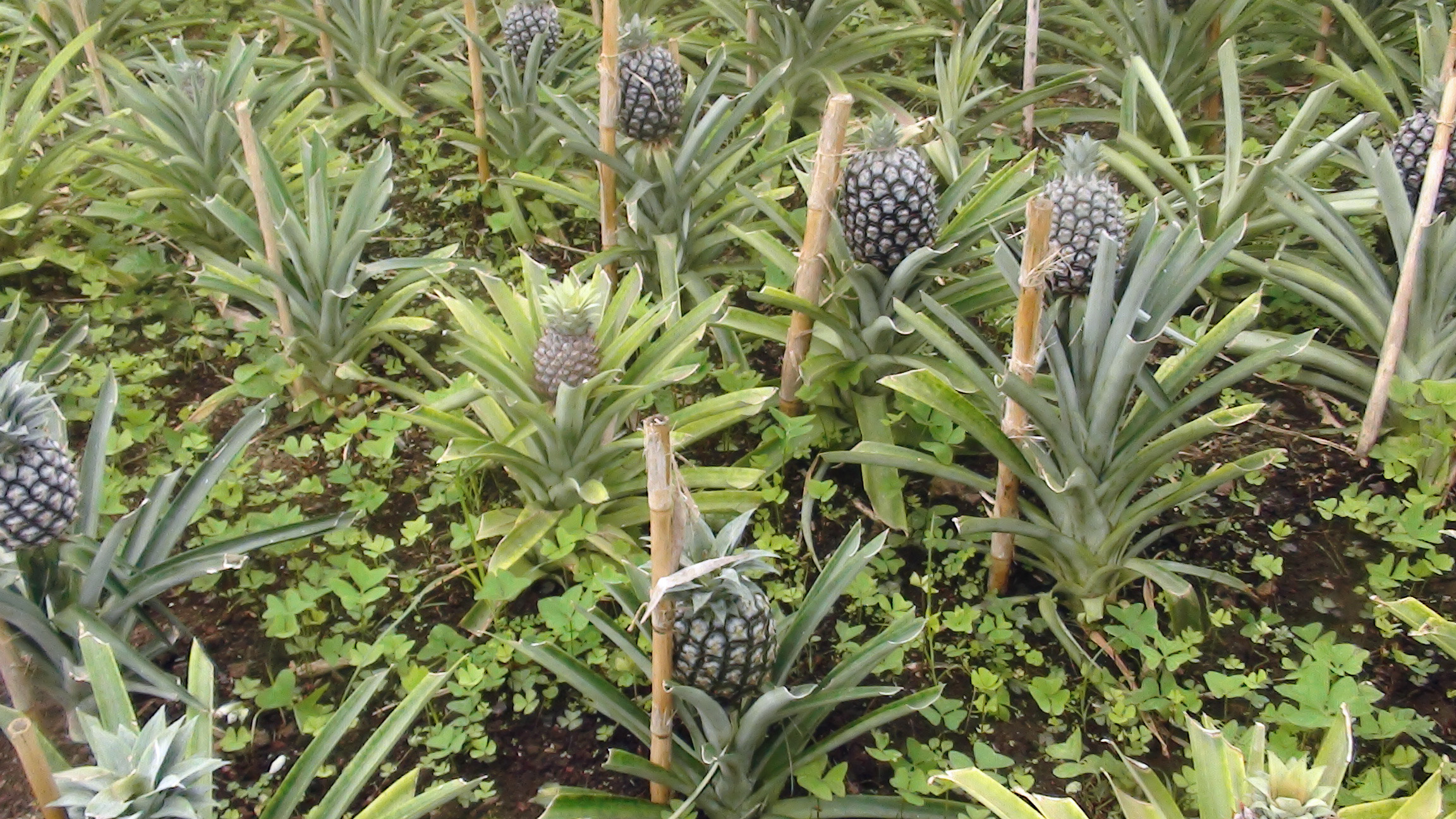 Pineapple farm, Ponta Del Garda